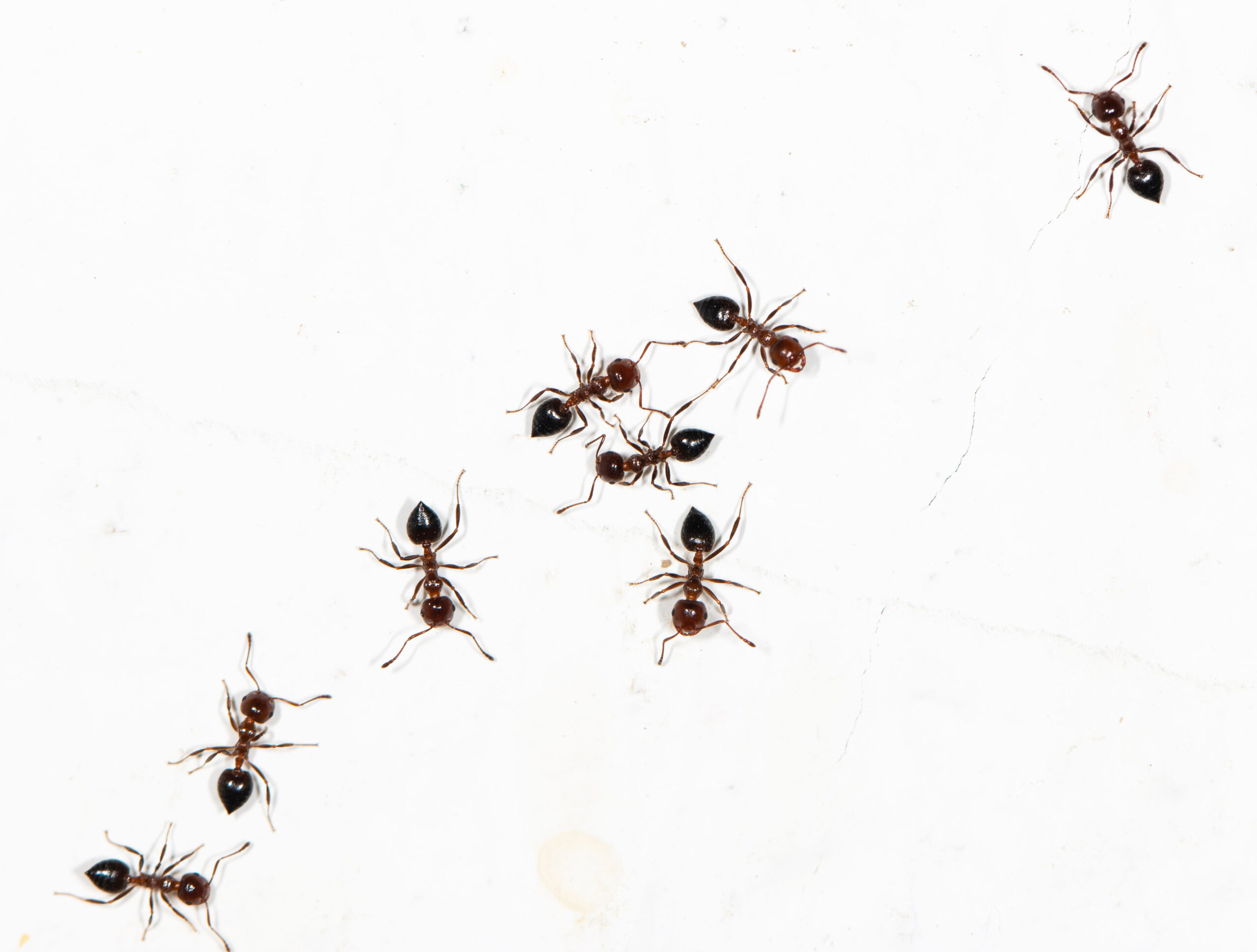 Protected: How To Get Rid Of Ants In The Kitchen