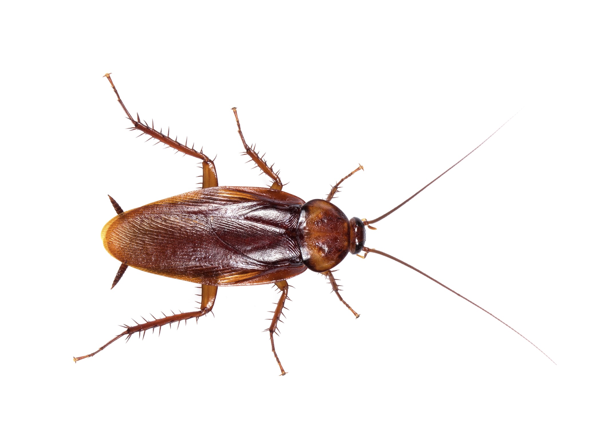 Protected: Where Do Roaches Live