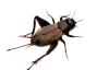 Crickets