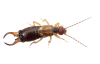 Earwigs