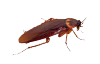 Roaches