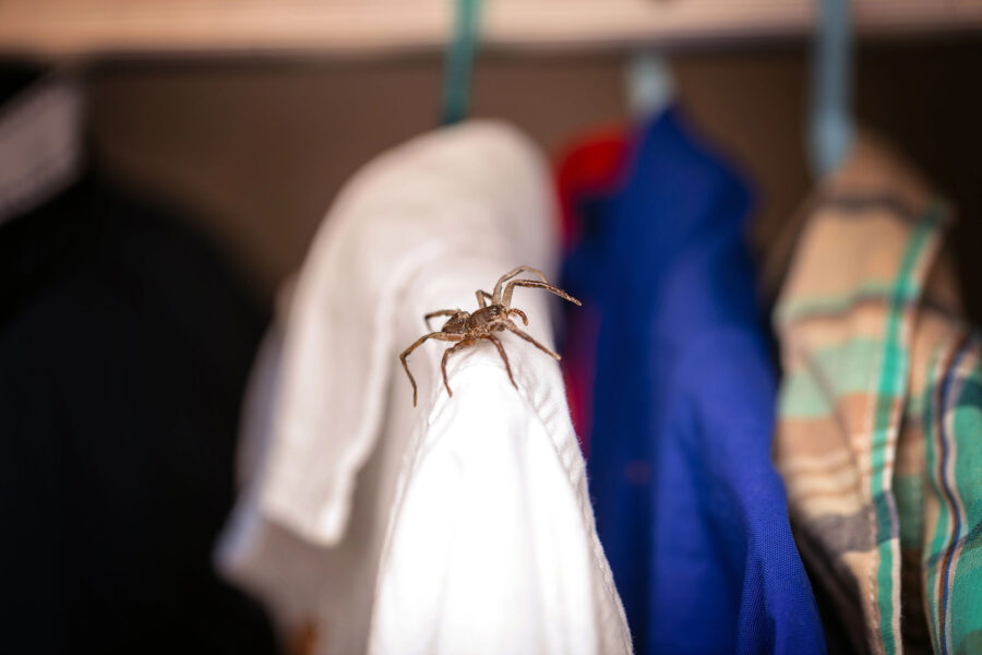 Seasonal pest protection guide for your region