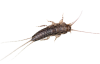 Silverfish