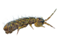 Springtails