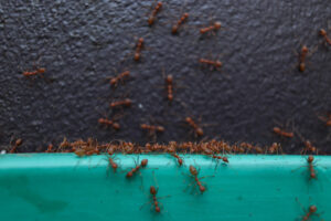 how ant bait works colony elimination