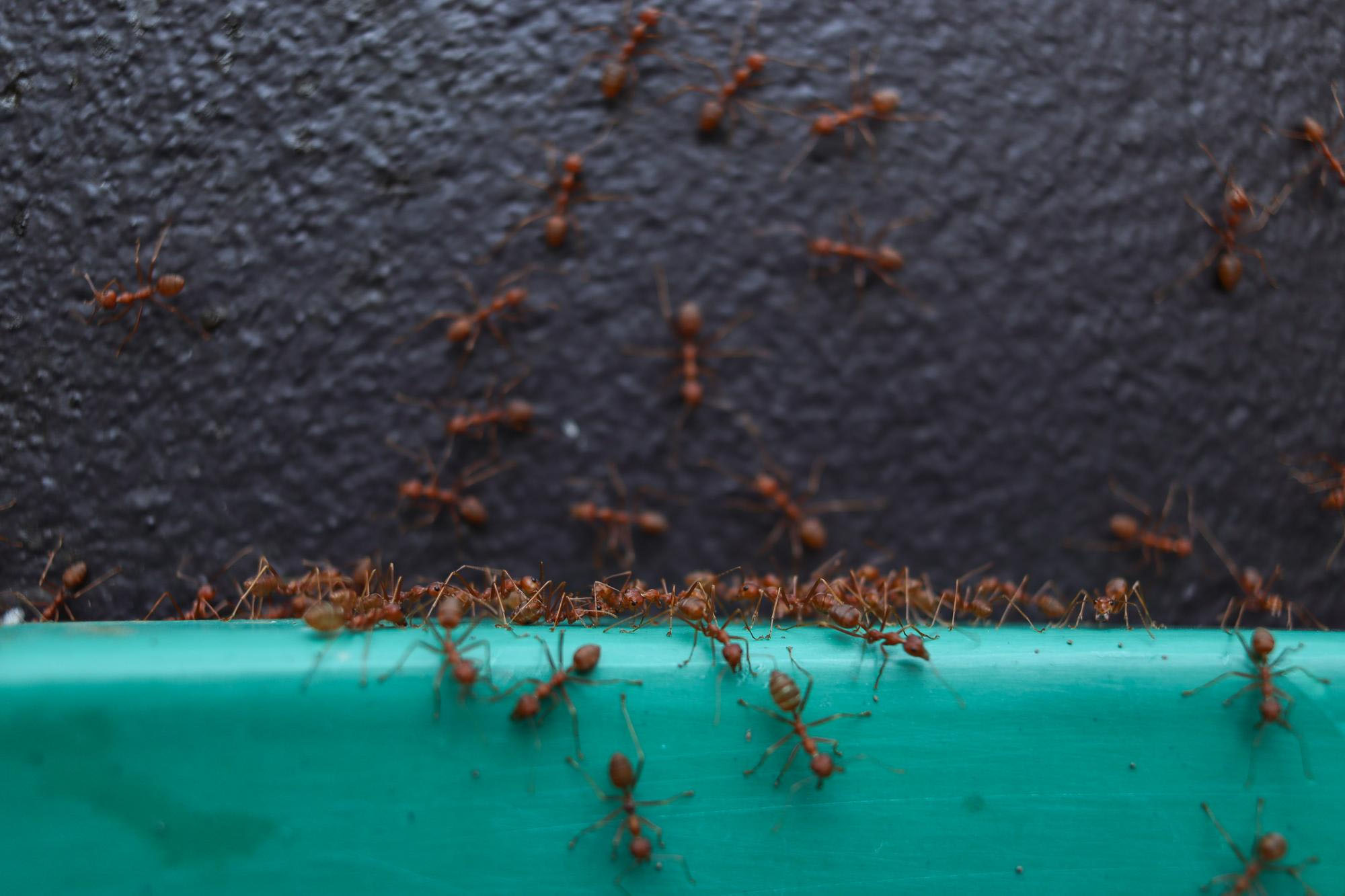 The Hidden Entry Points Pests Use to Invade Your Home