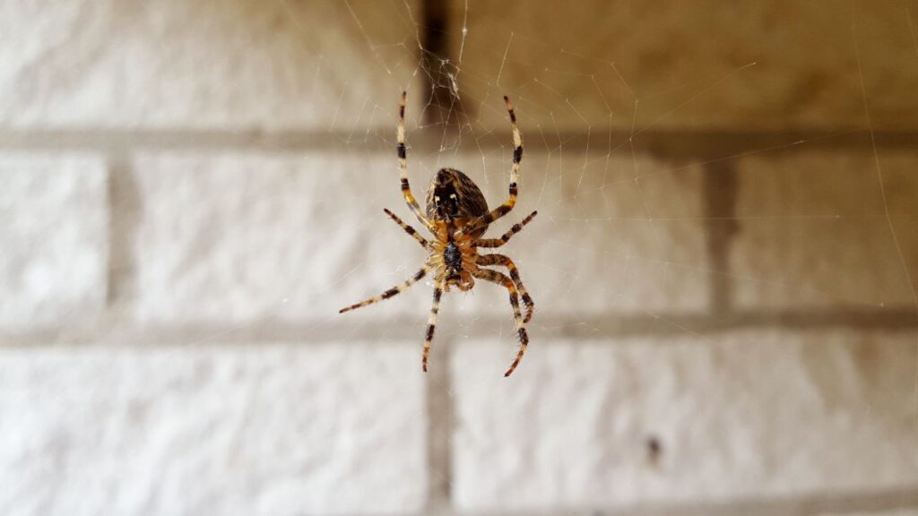 How to prevent spiders