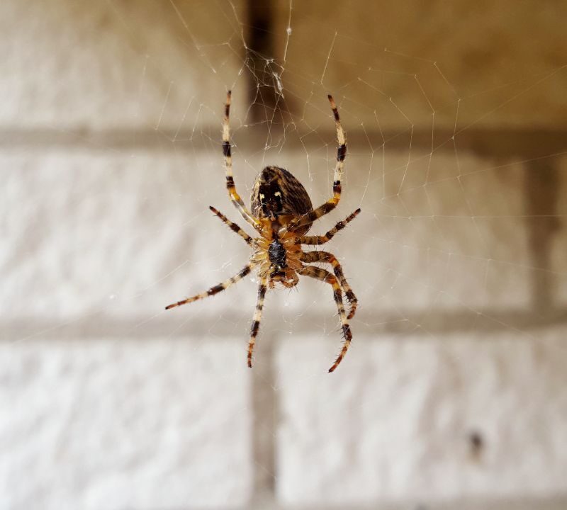 How to prevent spiders