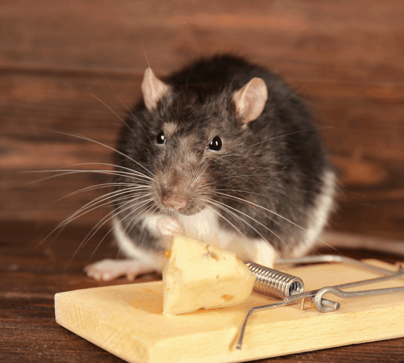 Rat or mouse