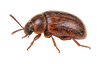 Beetles