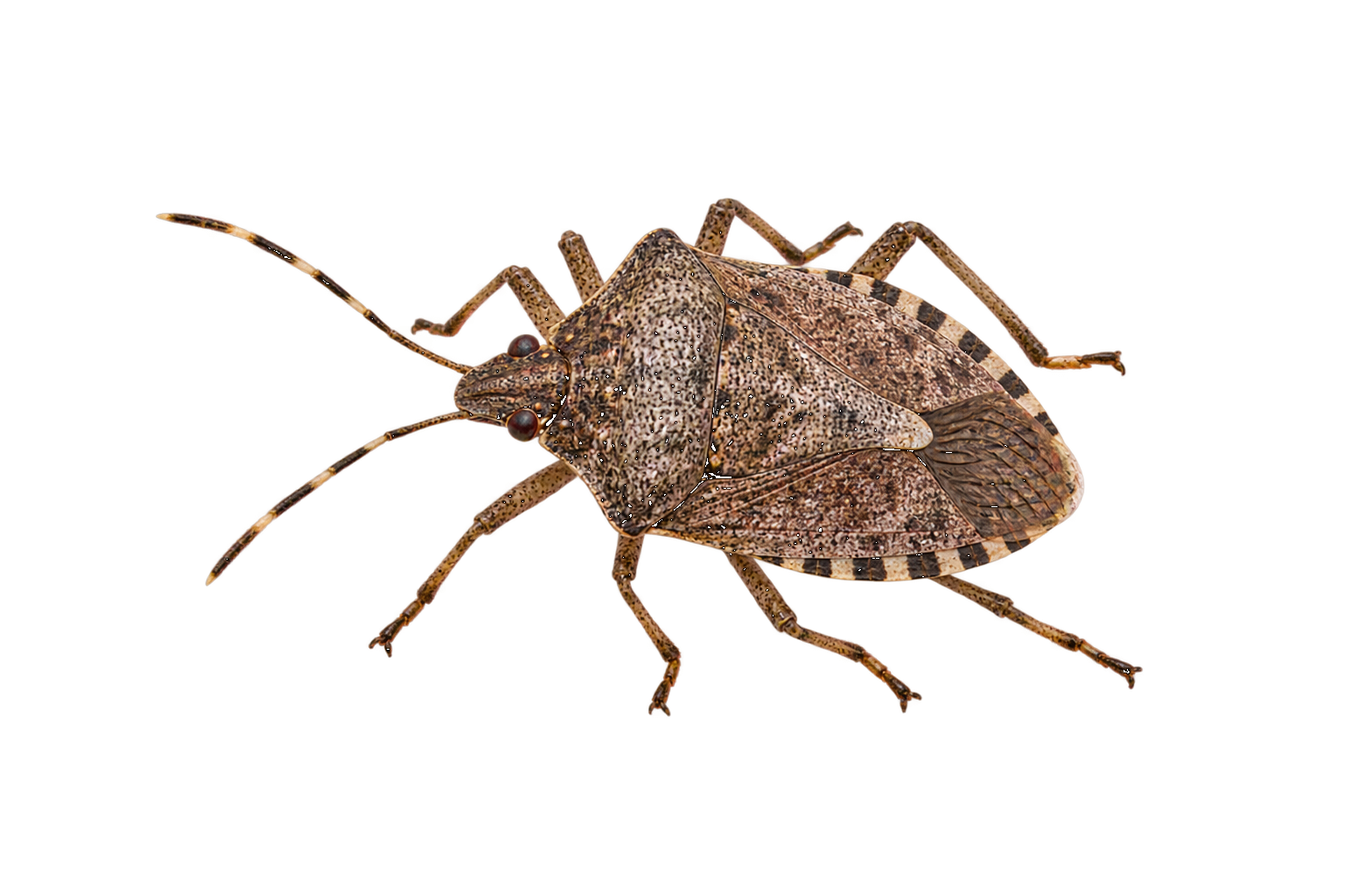 Overwintering pests